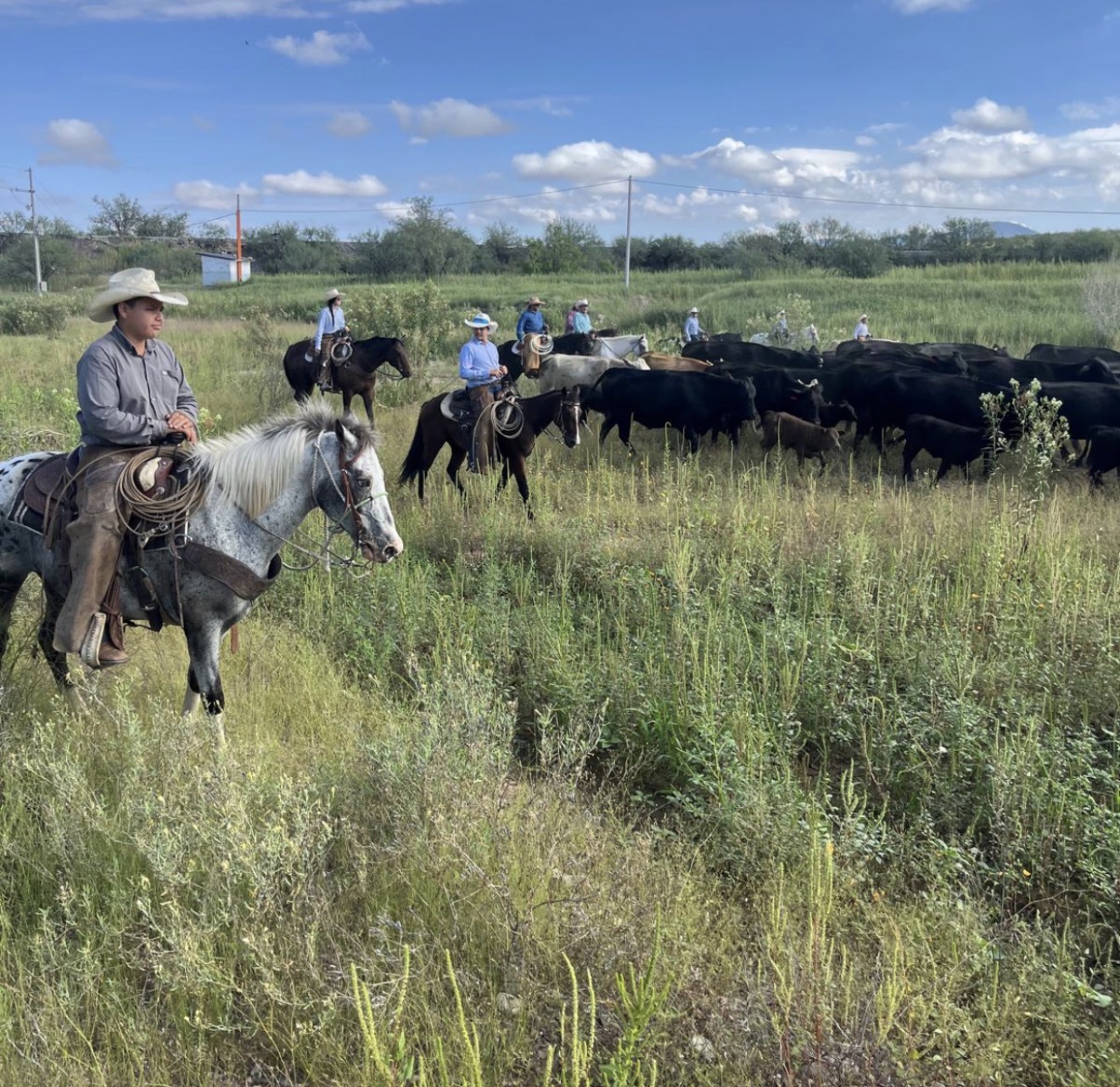 Julian and riders gathering cattle on horseback